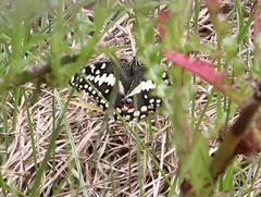 Papilio demodocus demodocus