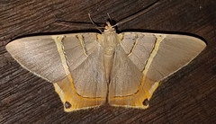 Phrygionis polita