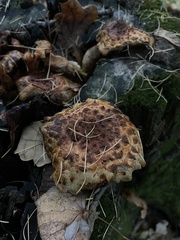 Pholiota aurivella