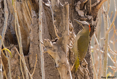 Picus vaillantii