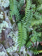 Polypodium virginianum