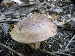 Chroogomphus rutilus