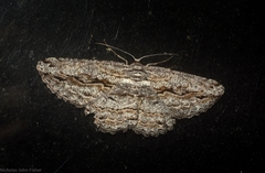 Scioglyptis chionomera