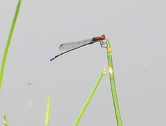 Pseudagrion massaicum