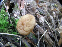 Oudemansiella radicata