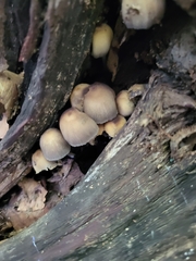 Coprinellus micaceus