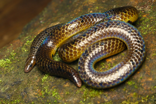 Kerala Burrowing Snake