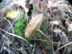 Oudemansiella radicata