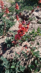 Indigofera procumbens