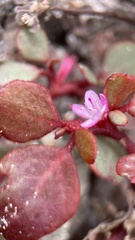 Trianthema portulacastrum