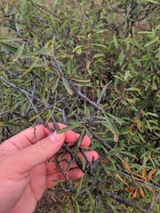 Rhamnus erythroxyloides