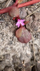 Trianthema portulacastrum