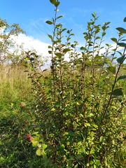 Cotoneaster melanocarpus
