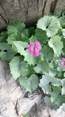 Adenostyles leucophylla