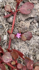Trianthema portulacastrum