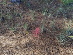 Dysphania graveolens