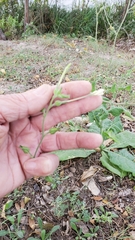 Nicotiana repanda