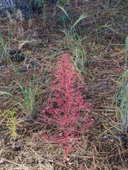 Dysphania graveolens