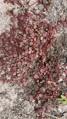 Trianthema portulacastrum