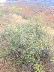 Rhamnus erythroxyloides