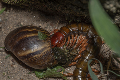 Scolopendra multidens