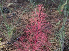 Dysphania graveolens