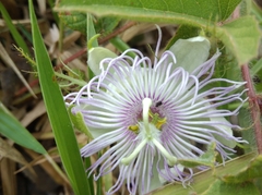 Passiflora chrysophylla
