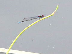 Pseudagrion massaicum