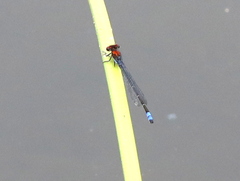 Pseudagrion massaicum