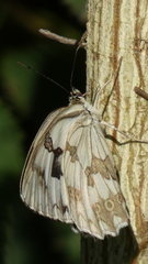 Melanargia lachesis