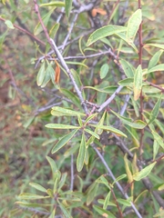 Rhamnus erythroxyloides