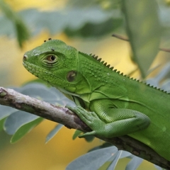 Iguana iguana
