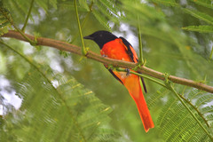 Pericrocotus speciosus
