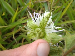 Passiflora chrysophylla