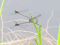 Pseudagrion massaicum