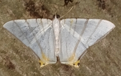 Phrygionis platinata