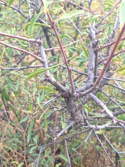 Rhamnus erythroxyloides