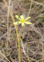 Moraea cookii