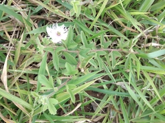 Passiflora chrysophylla