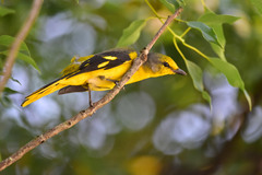 Pericrocotus speciosus