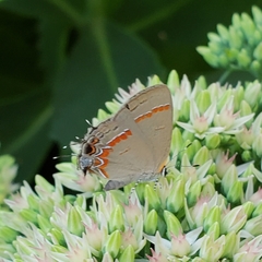 Calycopis cecrops