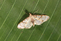 Azochis