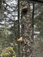 Fomitopsis schrenkii