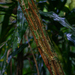 Acacia pentagona