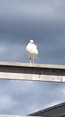 Larus delawarensis