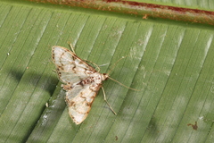 Azochis