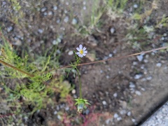 Cosmos parviflorus