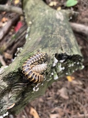 Arthrophaga