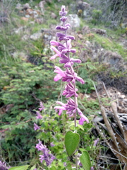 Salvia variana