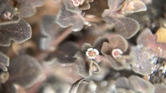 Euphorbia amplexicaulis